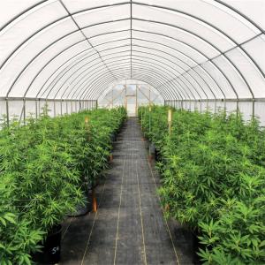 China 300 Sq Meters Breathable Light Deprivation Greenhouse With Blackout System on sale