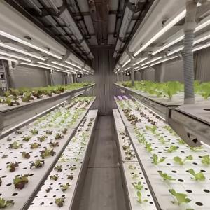 Steel Cover Material Loading Container Greenhouse for Vegetables Customized Customization