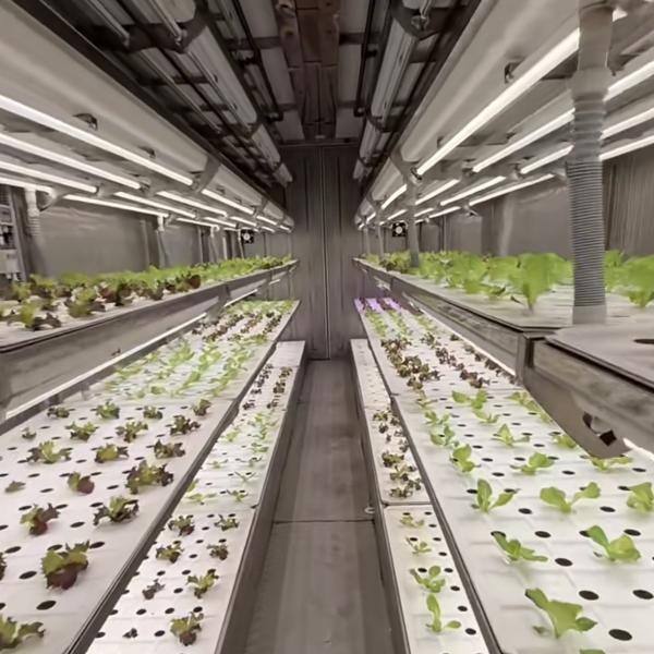 Steel Cover Material Loading Container Greenhouse for Vegetables Customized