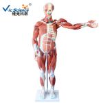 Medical Science Male Human Muscle Anatomy 3d Model 80cm 27 Parts VIC-334
