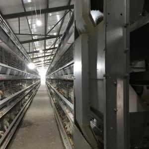 China Running Feeder Battery Cage For Poultry , Custom Height Modern Chicken Cages factory