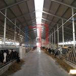 Modern Light Steel Frame Horse Barns , Steel Structure Building Cattle Shed