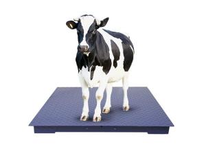 China Carbon Steel Plate Heavy Duty Platform Floor Scale Large 330lb 150kg Capacity factory