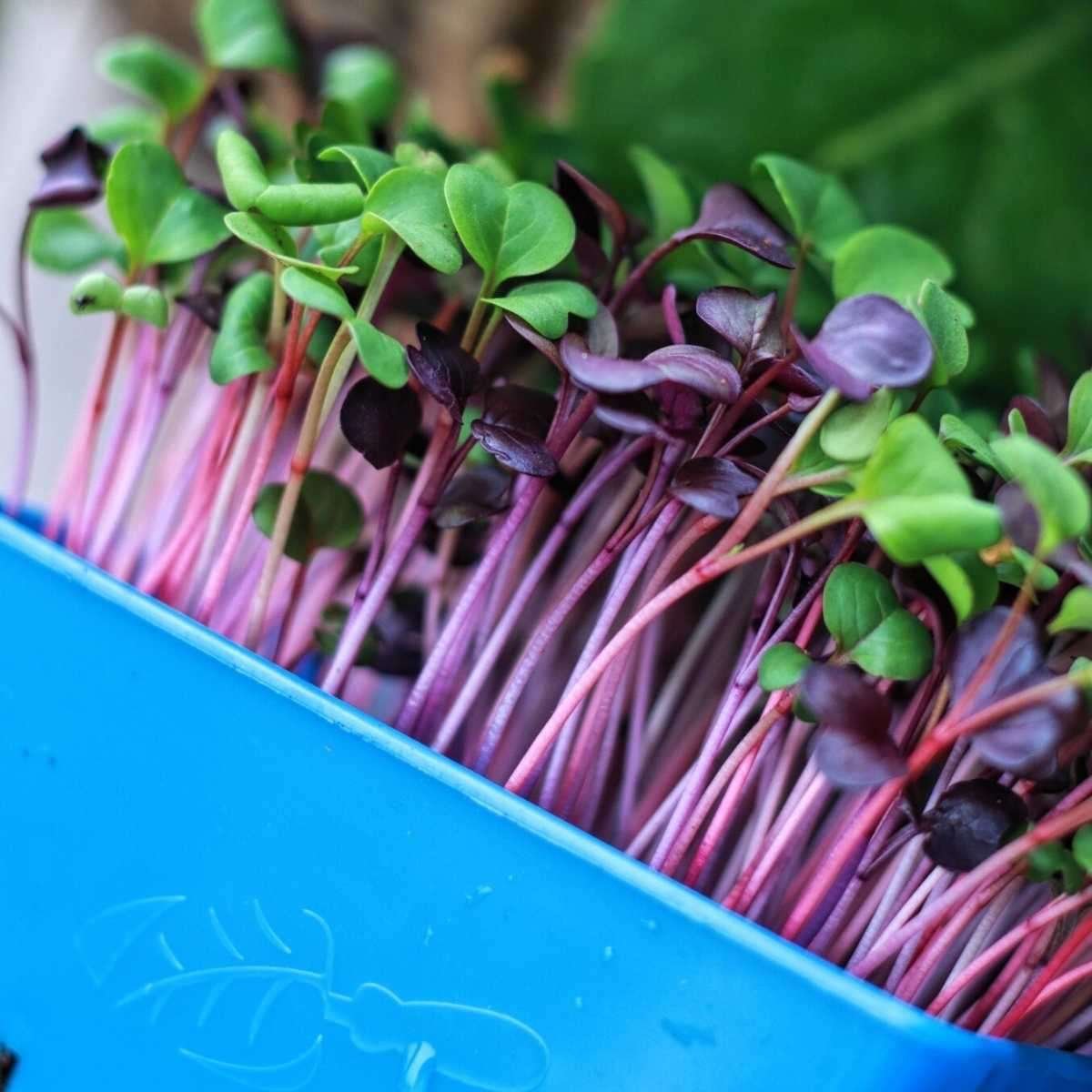 Machinery Repair Shops SS 304 Spinach and Broccoli Harvester for Zero Waste Microgreens