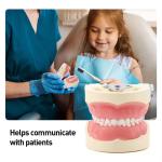 Detachable 24pcs Children Dental Teeth Model Resin Made Training Kids Teeth