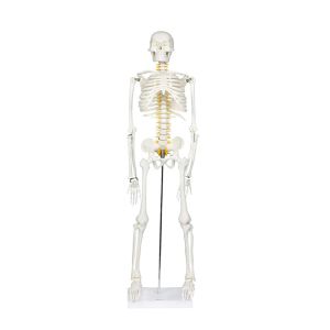 China 85cm Disarticulated Educational Skeleton Model For Medical Teaching on sale