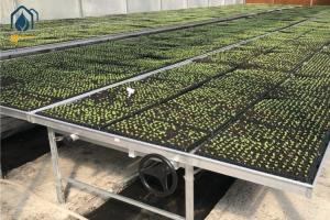 China Agricultural Galvanized Metal Mesh Seed Bench Rolling Bench Grow Table For Flower Planting factory