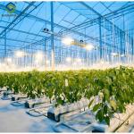 High Yield Large Vertical Hydroponic Greenhouse Soilless Cultivation