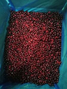 China HACCP IQF Frozen Sweet And Delicious Wild Frozen Fruit factory