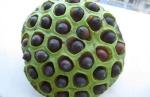 Lotus seed Extract 10:1 TLC Stand against insomnia, 100% natural ingredients or