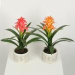 Multicolour Guzmania Flexible Glue Artificial Bonsai Tree 44 CM 56 CM