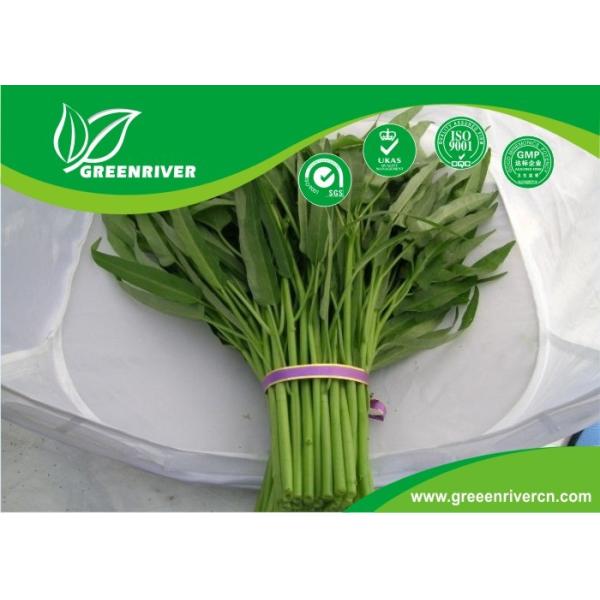 China Yellow Green lance leaf water spinach seeds in Prostrate type factory