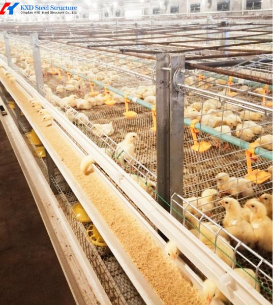 Multifunctional Broiler Chicken Layer Battery Cage Automatic Poultry Farming