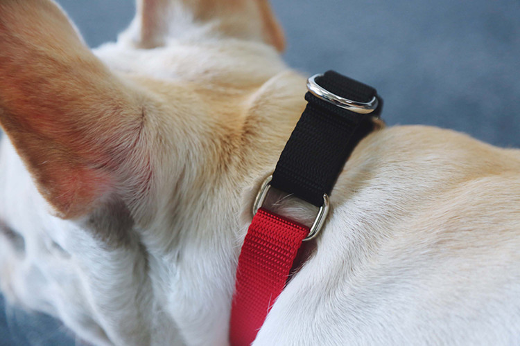 High Visibility Nylon Reflective Dog Collars And Leashes Waterproof