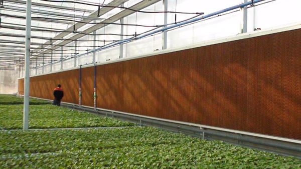 Poultry cooling pad Greenhouse fan Egypt, Bangladesh, South Africa, Saudi Arabia