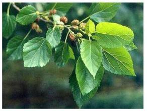 Mulberry Leaf Extract, 1-DNJ 1%, 10：1, Chinese Manufacturer, natural reduce