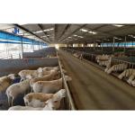 Painted Prefabricated Cow Shed Steel Structural Fabrication Construction For