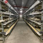 90 Chickens Poultry Farm House Layer Battery Cage For Laying Hen