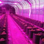Automatic Light Deprivation Greenhouse Blackout System Greenhouse For Medical