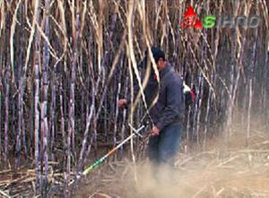 China Small Multi-Purpose Lawn Sugarcane Harvester, factory