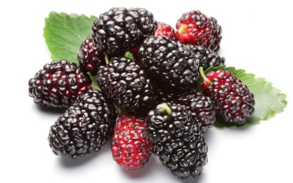Bilberry Extract, Aronia Extract, blueberry extract, mulberry extract, cranberry
