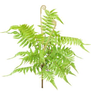 China Theme Park Artificial Landscape Trees Fern Bush 20-40cm Natural Looks Realistic factory