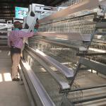 Battery Layer Chicken Cage For Poultry Farm With 96,120,128,160 Birds