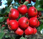 High quality 5% Flavones/ Hawthorne Berry ExtractHawthorne Berry Extract
