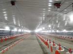 Galvanized Prefabricated Commercial Chicken Houses Fireproof Steel Warehouse