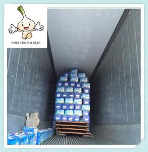 China fresh garlic and normal garlic red garlic good quality in china white fresh garlic factory