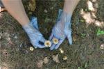 10 Inches Disposable TPE Gloves No Latex For Food Service