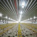 3m Tube Poultry Farming Drinker And Feeder