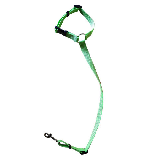 green dog collar and leash