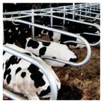 Galvanized Pipe Free Stall Barn