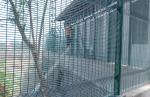 High Density Clearvue Outfield Fence