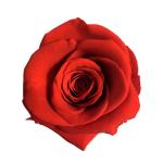 natural preserved roses at cheap price Everlasting Flowers Home Decoration