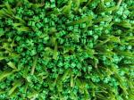 FIFA Approved Green Rubber Artificial Grass Infill For Outdoor performance