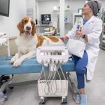 Foshan Veterinary Equipment Factory Mobile Dental Delivery Unit Vet Use Dental