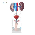 Pvc Male Urogenital System Medical 40cm Human Anatomy Model