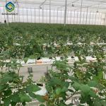 Stronger Structure Flower Greenhouse Waterproofing Weather Resistant
