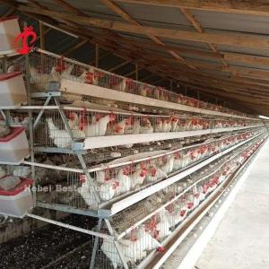 China Galvanized Steel Poultry Battery Cage System For Poultry Chicken Farms Using Sandy factory