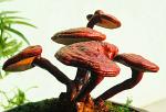 high quality Ganoderma lucidum Extract/ Reishi Extract/Reishi Mushroom Extract