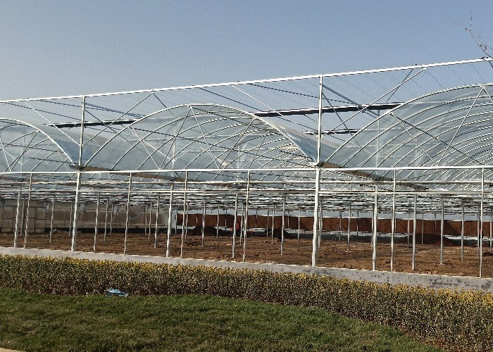Structure Galvanized Steel Low Cost Green House Multi Span Agricultural Greenhouses For Vegetable Tomato Growing