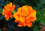 Natural Pigment Xanthophyll Marigold Flower Herbal Extract Powder