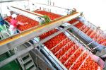 Tomato Paste Canned Food Production Line Tomato Paste Processing Machine