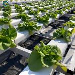 Double Film Indoor Outdoor Hydroponic Greenhouse Tomato Production