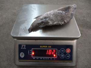 China Top quality frozen Tilapia fish of frozen tilapia whole round factory