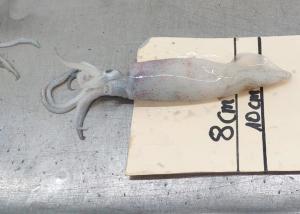 China Iso22000 Frozen Illex Squid 18cm - 25cm Size 10kg Bill Of Loading factory