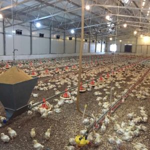 Q235B Galvanized Steel Poultry House with Bolted Connection