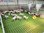 Steel Structure Poultry Farming Shed Prefabricated Light Steel Frame Piggery